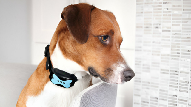 The CR 1 3N lithium batteries are ideal for dog and cat collars.